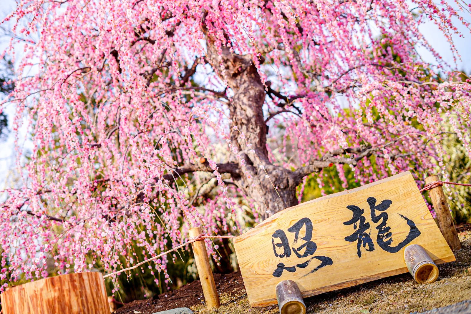 無料壁紙 輝く照龍。PCとデスクトップ壁紙に最適な4K高画質の無料壁紙。三重県津市のレッドヒルヒーサーの森で撮影したフリー写真素材