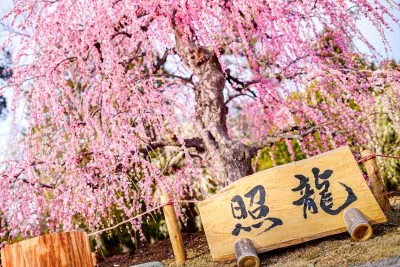 無料壁紙 輝く照龍。PCとデスクトップ壁紙に最適な4K高画質の無料壁紙。三重県津市のレッドヒルヒーサーの森で撮影したフリー写真素材