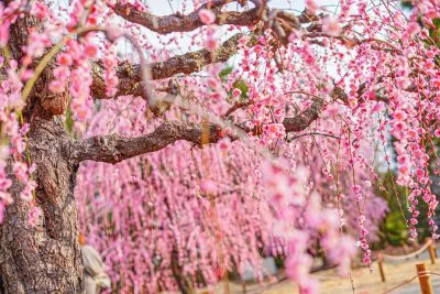 無料壁紙 太い枝から垂れる梅。PCとデスクトップ壁紙に最適な4K高画質の無料壁紙。三重県津市のレッドヒルヒーサーの森で撮影したフリー写真素材