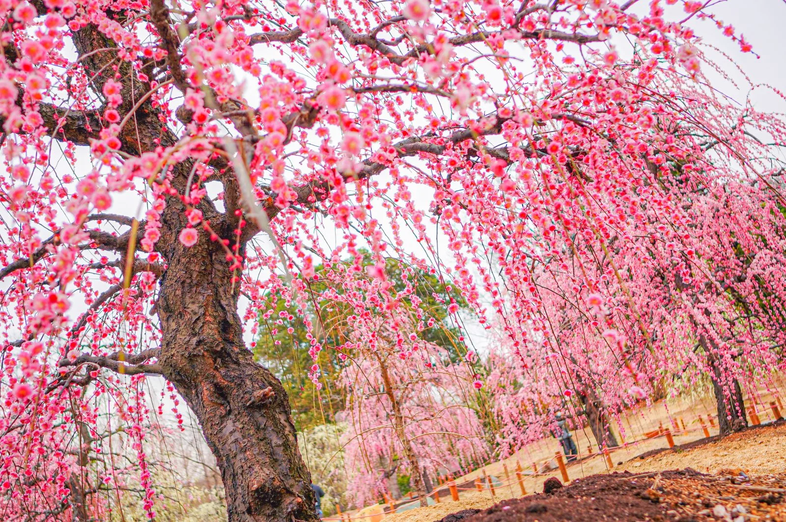 無料壁紙 しだれ梅のカーテン。PCとデスクトップ壁紙に最適な4K高画質の無料壁紙。三重県津市のレッドヒルヒーサーの森で撮影したフリー写真素材