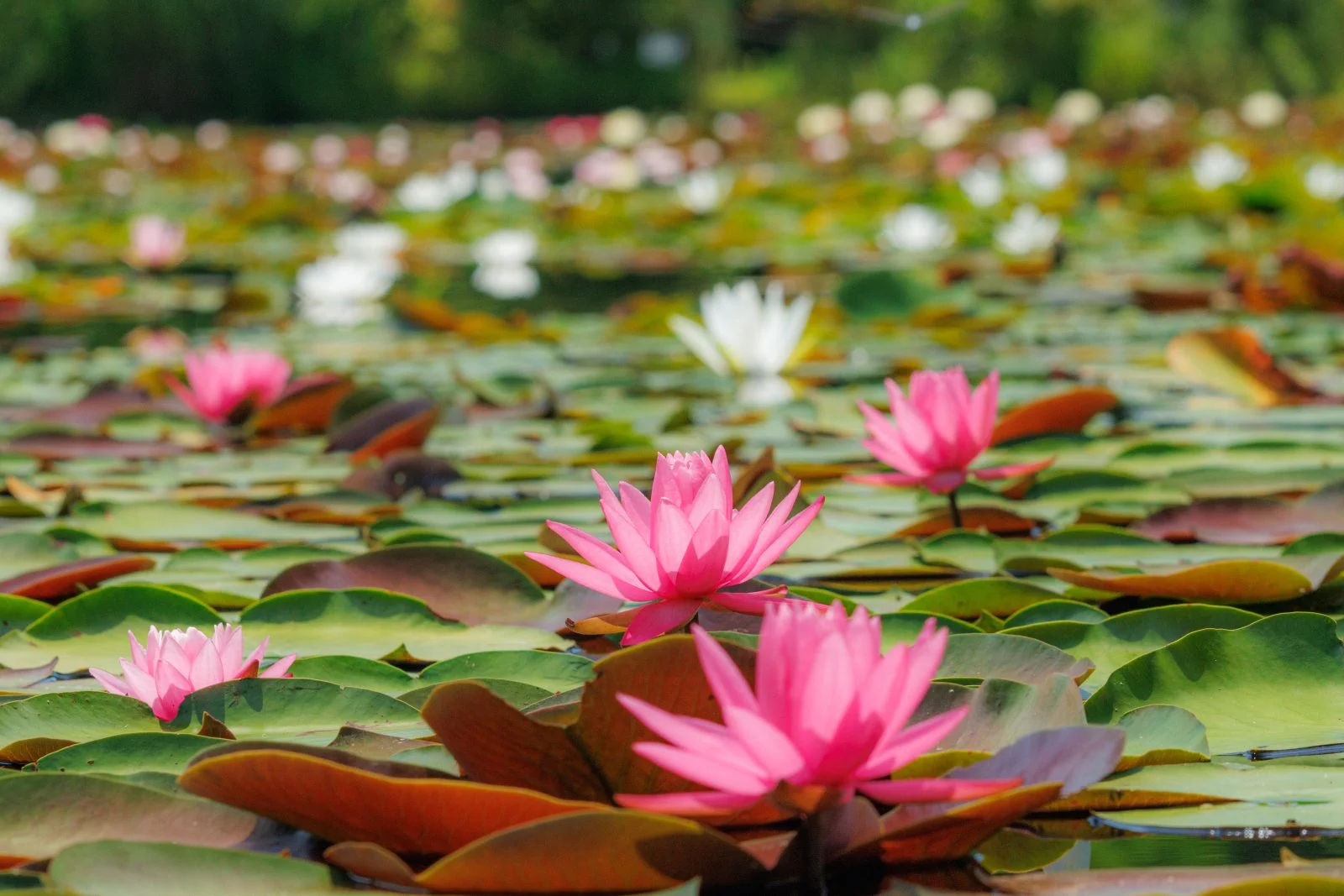 無料壁紙 色鮮やかなピンク色のスイレン。PCとデスクトップ壁紙に最適な4K高画質の無料壁紙。三重県津市のレッドヒルヒーサーの森で撮影したフリー写真素材