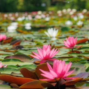 無料壁紙 色鮮やかなピンク色のスイレン。PCとデスクトップ壁紙に最適な4K高画質の無料壁紙。三重県津市のレッドヒルヒーサーの森で撮影したフリー写真素材