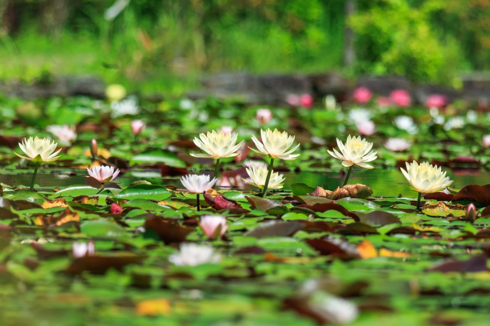 無料壁紙 早朝に開花する黄色のスイレン。PCとデスクトップ壁紙に最適な4K高画質の無料壁紙。三重県津市のレッドヒルヒーサーの森で撮影したフリー写真素材