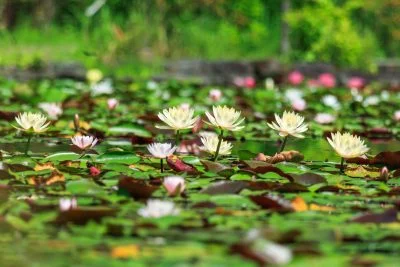 無料壁紙 早朝に開花する黄色のスイレン。PCとデスクトップ壁紙に最適な4K高画質の無料壁紙。三重県津市のレッドヒルヒーサーの森で撮影したフリー写真素材