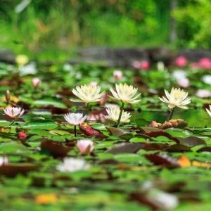 無料壁紙 早朝に開花する黄色のスイレン。PCとデスクトップ壁紙に最適な4K高画質の無料壁紙。三重県津市のレッドヒルヒーサーの森で撮影したフリー写真素材