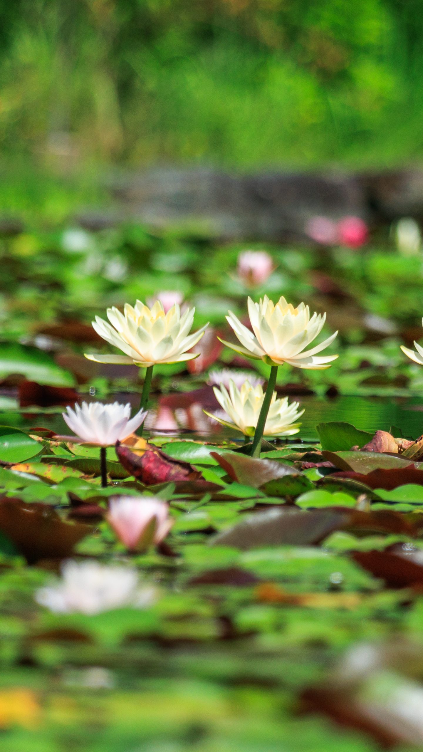 早朝に開花する黄色のスイレン(三重県津市・レッドヒルヒーサーの森)