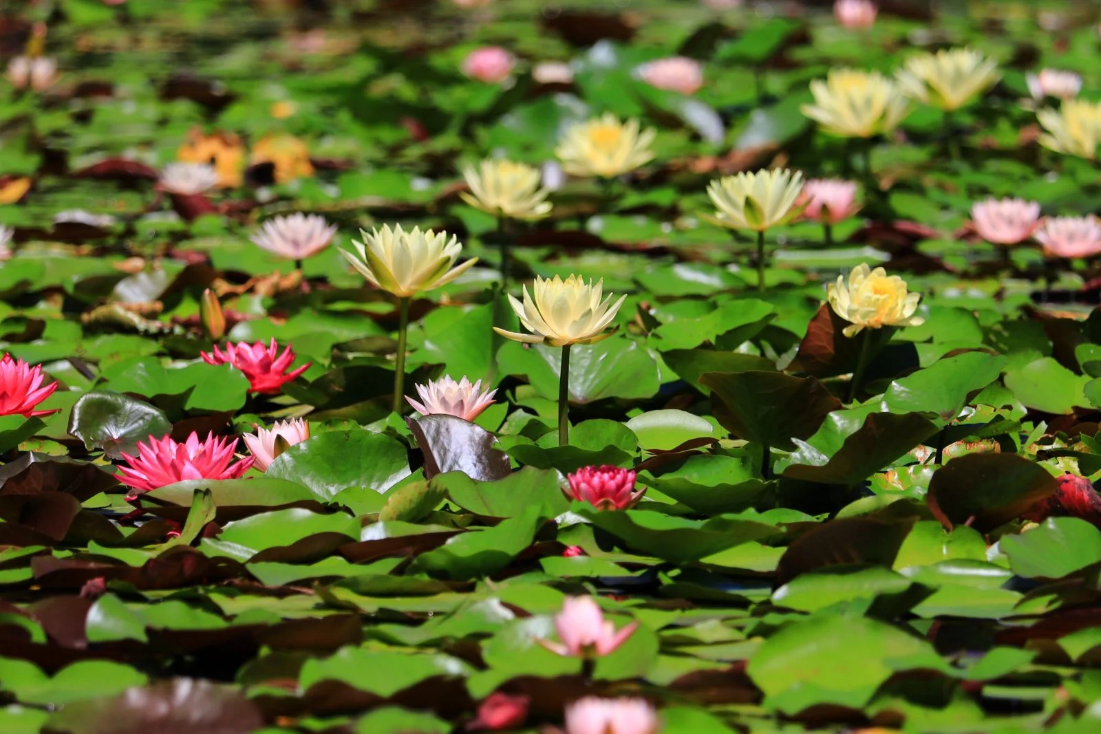 無料壁紙 ピンクと赤と黄色のスイレン。PCとデスクトップ壁紙に最適な4K高画質の無料壁紙。三重県津市のレッドヒルヒーサーの森で撮影したフリー写真素材