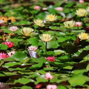 無料壁紙 ピンクと赤と黄色のスイレン。PCとデスクトップ壁紙に最適な4K高画質の無料壁紙。三重県津市のレッドヒルヒーサーの森で撮影したフリー写真素材