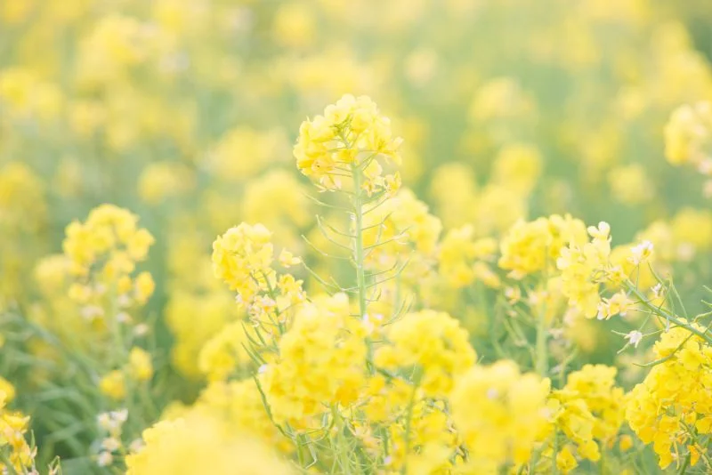 無料壁紙 黄金に輝く菜の花。PCとデスクトップ壁紙に最適な4K高画質の無料壁紙。三重県明和町の斎宮の菜の花畑で撮影したフリー写真素材