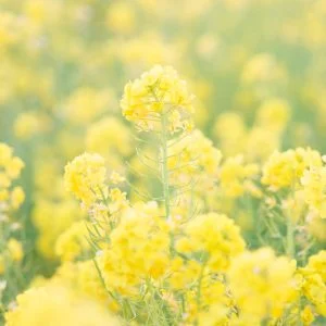 無料壁紙 黄金に輝く菜の花。PCとデスクトップ壁紙に最適な4K高画質の無料壁紙。三重県明和町の斎宮の菜の花畑で撮影したフリー写真素材