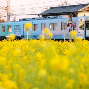 無料壁紙 とばしまメモリー「うみの章」車両。PCとデスクトップ壁紙に最適な4K高画質の無料壁紙。三重県明和町の斎宮の菜の花畑で撮影したフリー写真素材