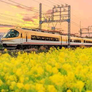 無料壁紙 菜の花畑を走る伊勢志摩ライナー。PCとデスクトップ壁紙に最適な4K高画質の無料壁紙。三重県明和町の斎宮の菜の花畑で撮影したフリー写真素材