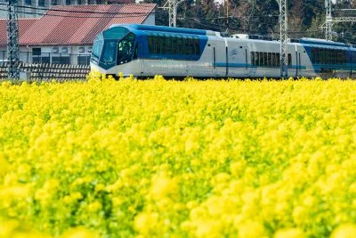 無料壁紙 イエローじゅうたん。PCとデスクトップ壁紙に最適な4K高画質の無料壁紙。三重県明和町の斎宮の菜の花畑で撮影したフリー写真素材