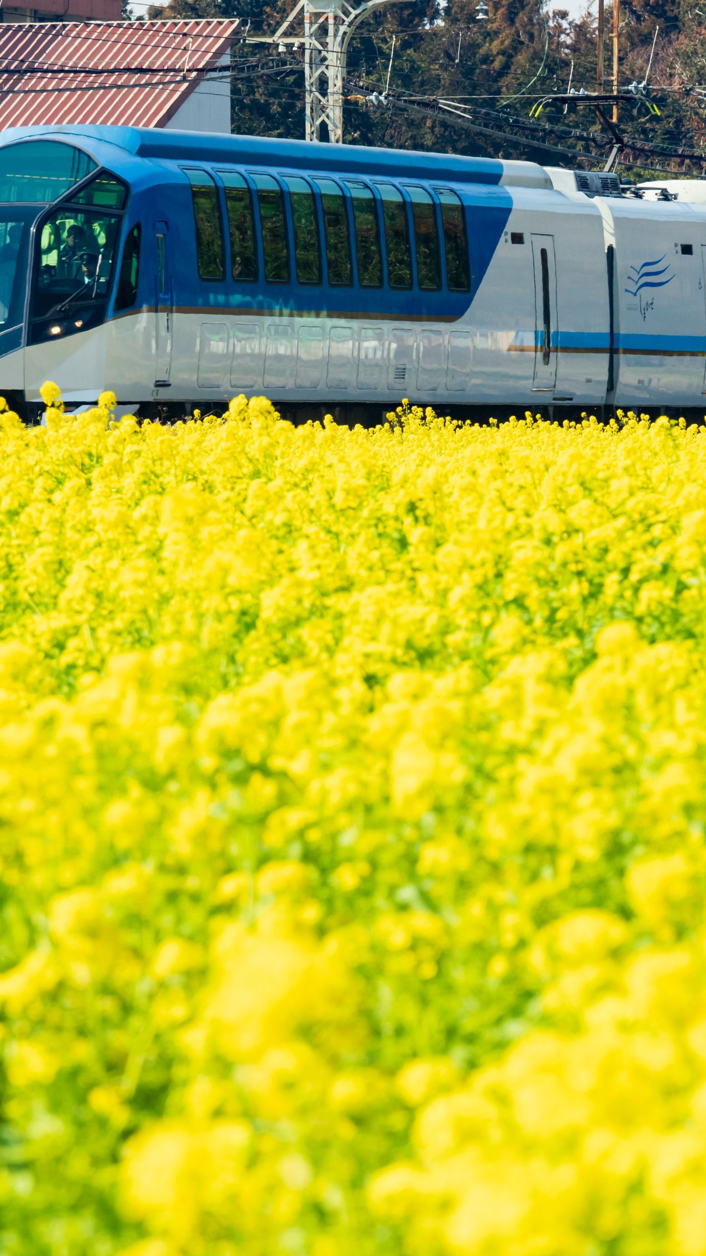 イエローじゅうたん(三重県明和町・斎宮の菜の花畑)