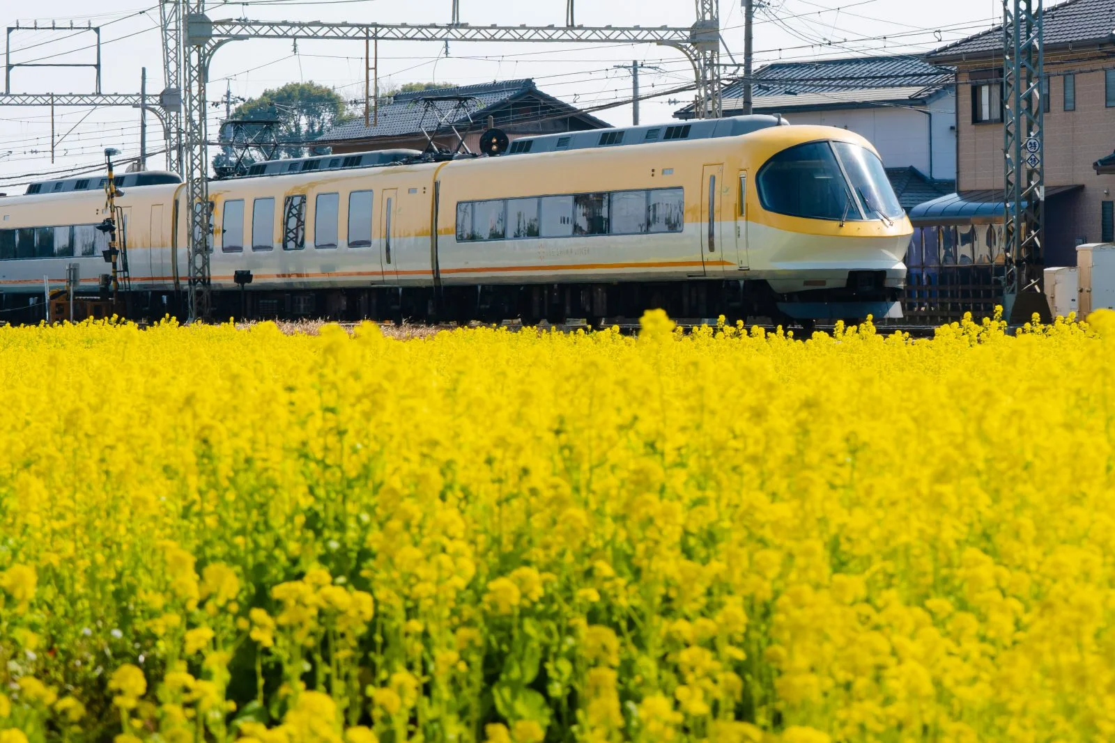 無料壁紙 イエロー伊勢志摩ライナーと菜の花。PCとデスクトップ壁紙に最適な4K高画質の無料壁紙。三重県明和町の斎宮の菜の花畑で撮影したフリー写真素材