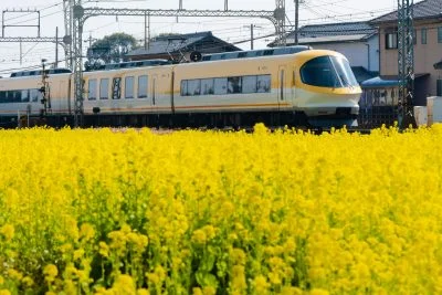 無料壁紙 イエロー伊勢志摩ライナーと菜の花。PCとデスクトップ壁紙に最適な4K高画質の無料壁紙。三重県明和町の斎宮の菜の花畑で撮影したフリー写真素材