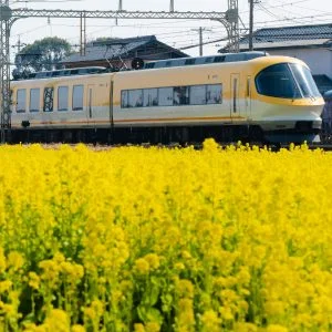 無料壁紙 イエロー伊勢志摩ライナーと菜の花。PCとデスクトップ壁紙に最適な4K高画質の無料壁紙。三重県明和町の斎宮の菜の花畑で撮影したフリー写真素材