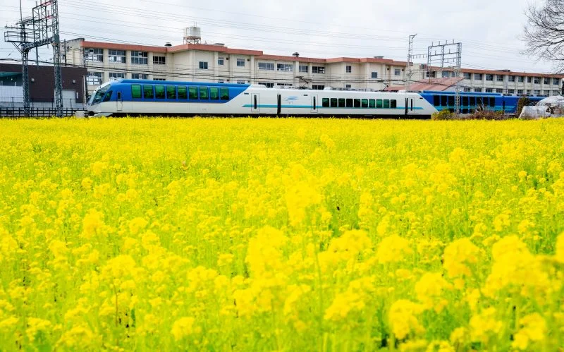 無料壁紙 しまかぜ×菜の花。PCとデスクトップ壁紙に最適な4K高画質の無料壁紙。三重県明和町の斎宮の菜の花畑で撮影したフリー写真素材