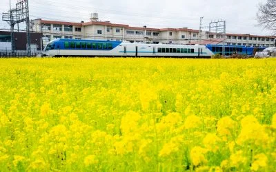 無料壁紙 しまかぜ×菜の花。PCとデスクトップ壁紙に最適な4K高画質の無料壁紙。三重県明和町の斎宮の菜の花畑で撮影したフリー写真素材