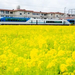 無料壁紙 しまかぜ×菜の花。PCとデスクトップ壁紙に最適な4K高画質の無料壁紙。三重県明和町の斎宮の菜の花畑で撮影したフリー写真素材