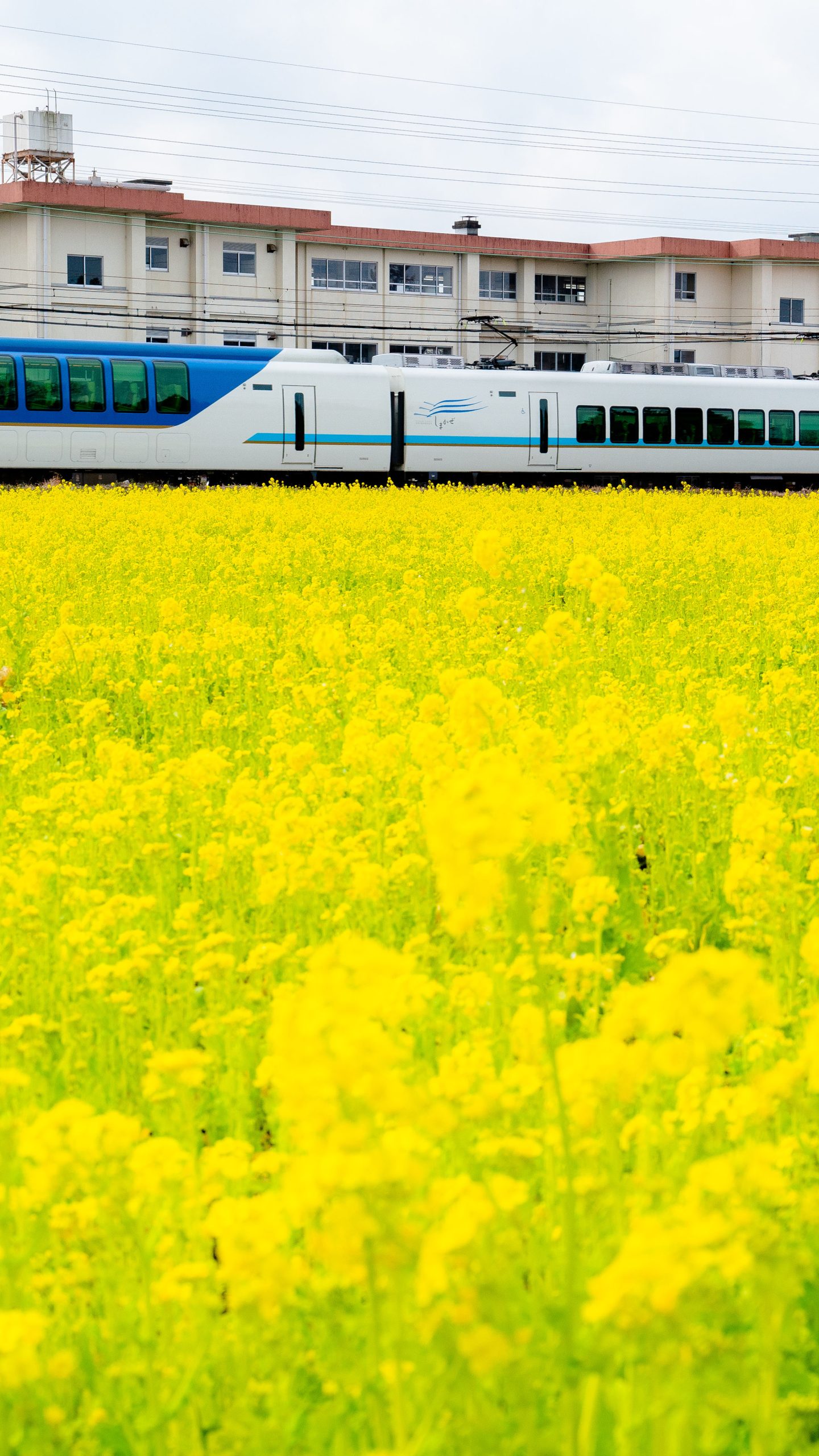 しまかぜ×菜の花(三重県明和町・斎宮の菜の花畑)