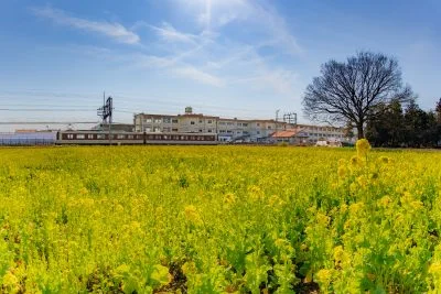 無料壁紙 菜の花と電車と小学校。PCとデスクトップ壁紙に最適な4K高画質の無料壁紙。三重県明和町の斎宮の菜の花畑で撮影したフリー写真素材