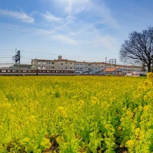 無料壁紙 菜の花と電車と小学校。PCとデスクトップ壁紙に最適な4K高画質の無料壁紙。三重県明和町の斎宮の菜の花畑で撮影したフリー写真素材