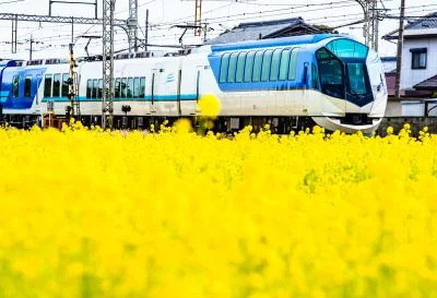 無料壁紙 菜の花に包まれるしまかぜ。PCとデスクトップ壁紙に最適な4K高画質の無料壁紙。三重県明和町の斎宮の菜の花畑で撮影したフリー写真素材