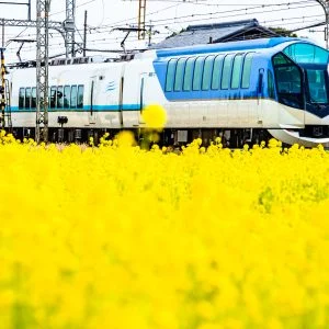 無料壁紙 菜の花に包まれるしまかぜ。PCとデスクトップ壁紙に最適な4K高画質の無料壁紙。三重県明和町の斎宮の菜の花畑で撮影したフリー写真素材