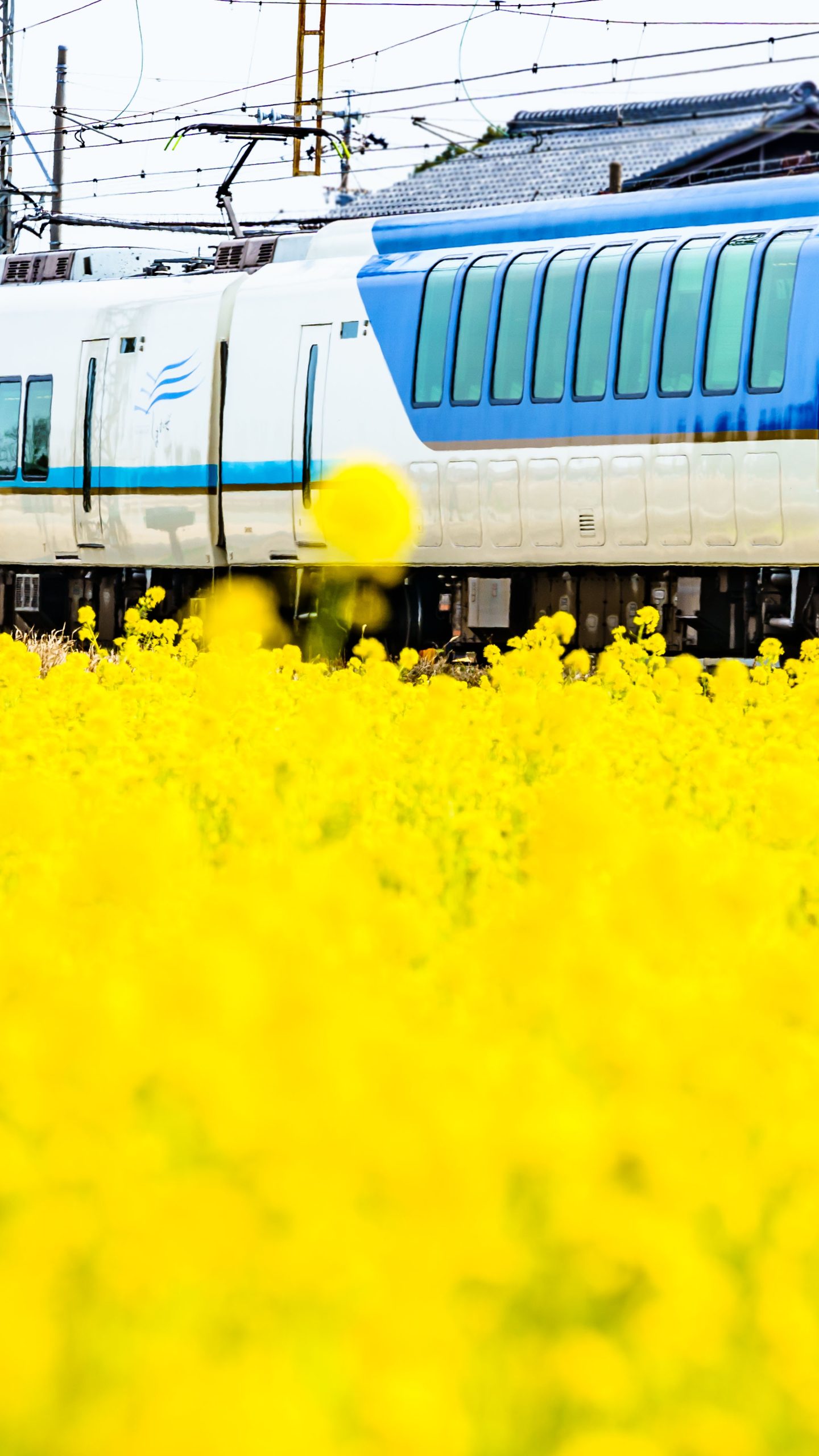 無料壁紙 菜の花に包まれるしまかぜ。PCとデスクトップ壁紙に最適な4K高画質の無料壁紙。三重県明和町の斎宮の菜の花畑で撮影したフリー写真素材