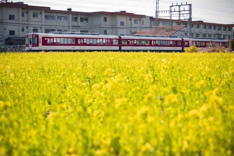 無料壁紙 菜の花畑を走る列車。PCとデスクトップ壁紙に最適な4K高画質の無料壁紙。三重県明和町の斎宮の菜の花畑で撮影したフリー写真素材