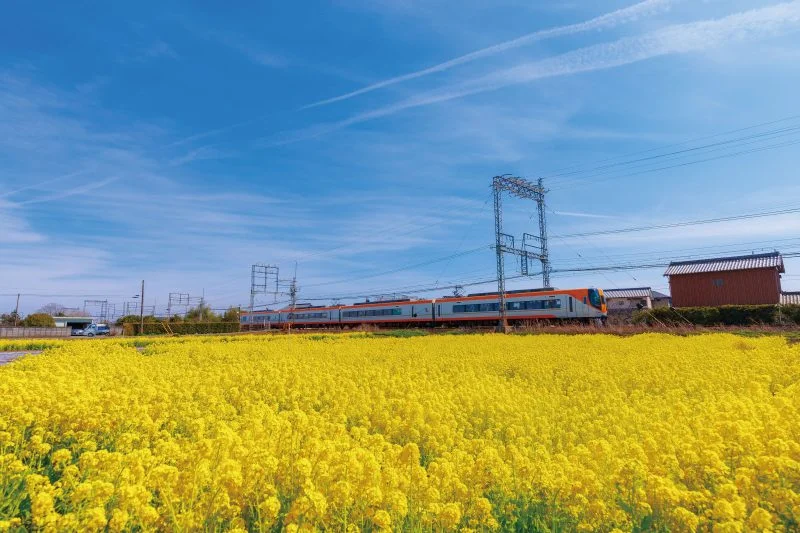 無料壁紙 青と黄色のシンフォニー。PCとデスクトップ壁紙に最適な4K高画質の無料壁紙。三重県明和町の斎宮の菜の花畑で撮影したフリー写真素材