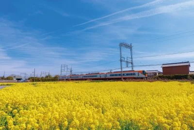 無料壁紙 青と黄色のシンフォニー。PCとデスクトップ壁紙に最適な4K高画質の無料壁紙。三重県明和町の斎宮の菜の花畑で撮影したフリー写真素材