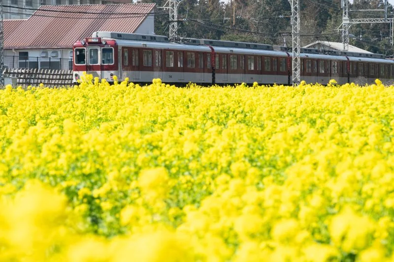 無料壁紙 赤い列車と菜の花。PCとデスクトップ壁紙に最適な4K高画質の無料壁紙。三重県明和町の斎宮の菜の花畑で撮影したフリー写真素材