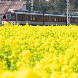 無料壁紙 赤い列車と菜の花。PCとデスクトップ壁紙に最適な4K高画質の無料壁紙。三重県明和町の斎宮の菜の花畑で撮影したフリー写真素材