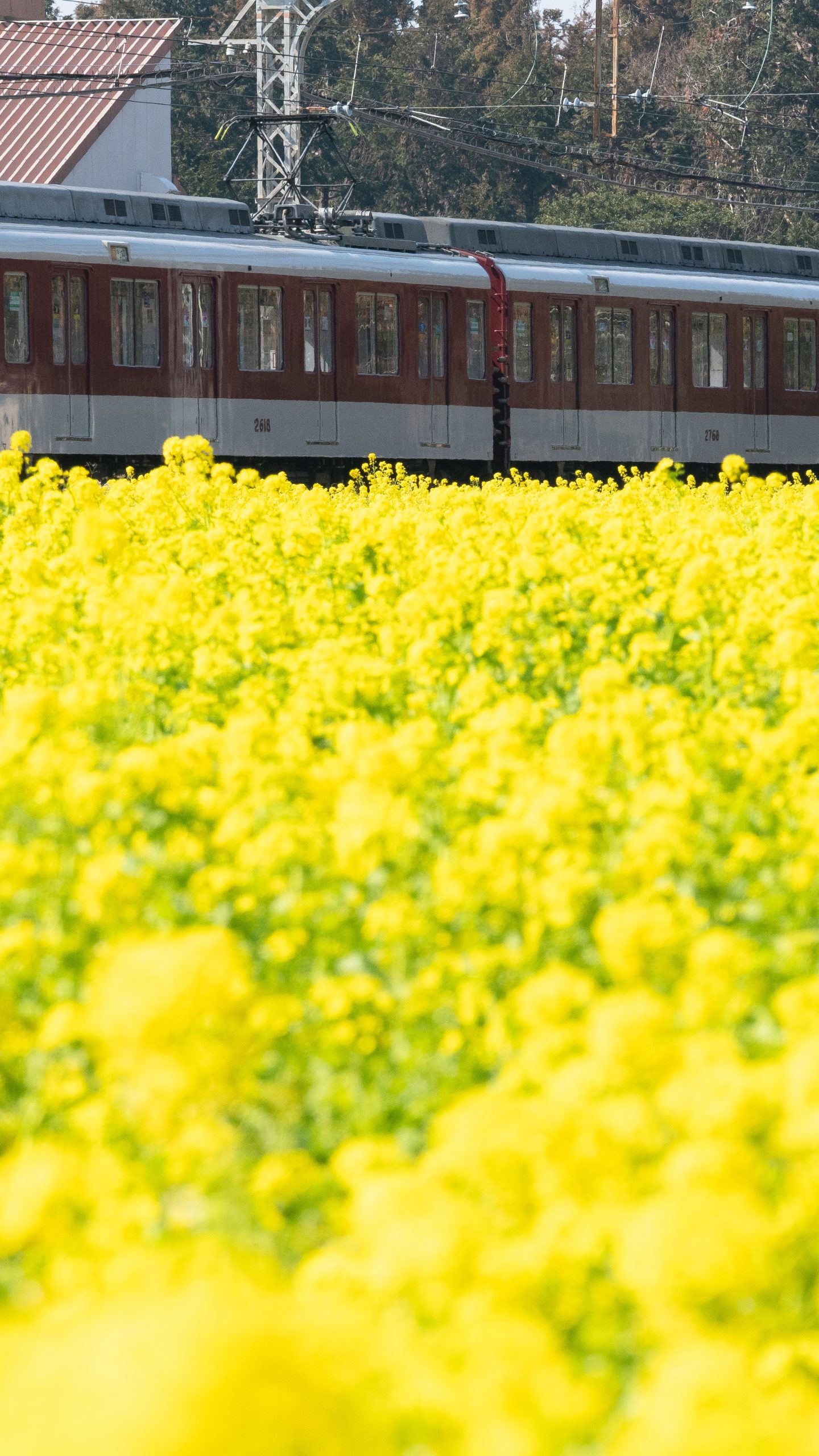 赤い列車と菜の花(三重県明和町・斎宮の菜の花畑)