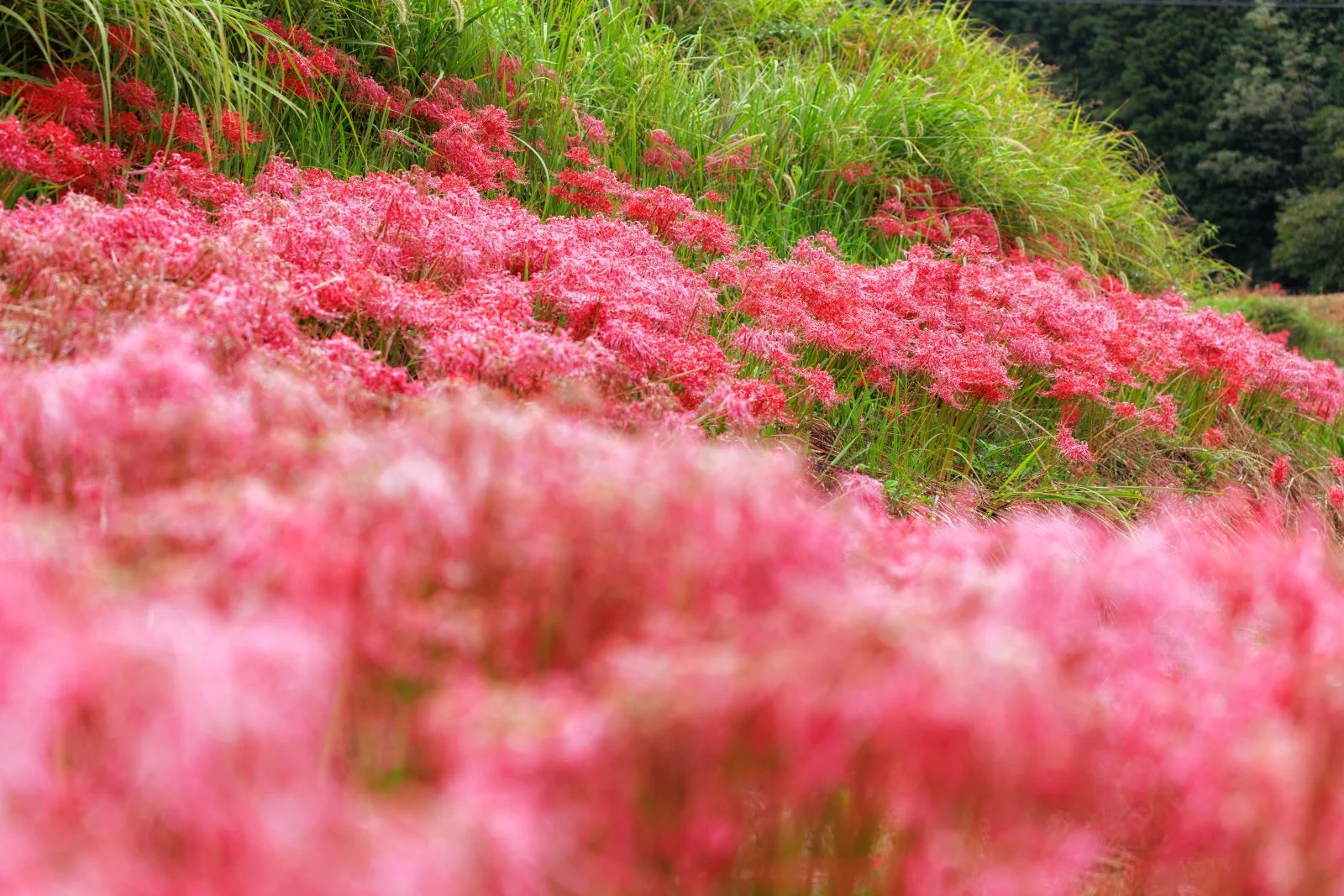 無料壁紙 まるで彼岸花のレッドカーペット。PCとデスクトップ壁紙に最適な4K高画質の無料壁紙。三重県亀山市の坂本の棚田で撮影したフリー写真素材