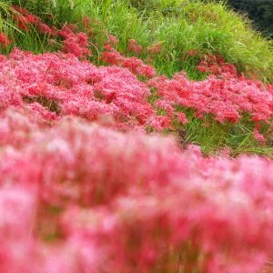 無料壁紙 まるで彼岸花のレッドカーペット。PCとデスクトップ壁紙に最適な4K高画質の無料壁紙。三重県亀山市の坂本の棚田で撮影したフリー写真素材