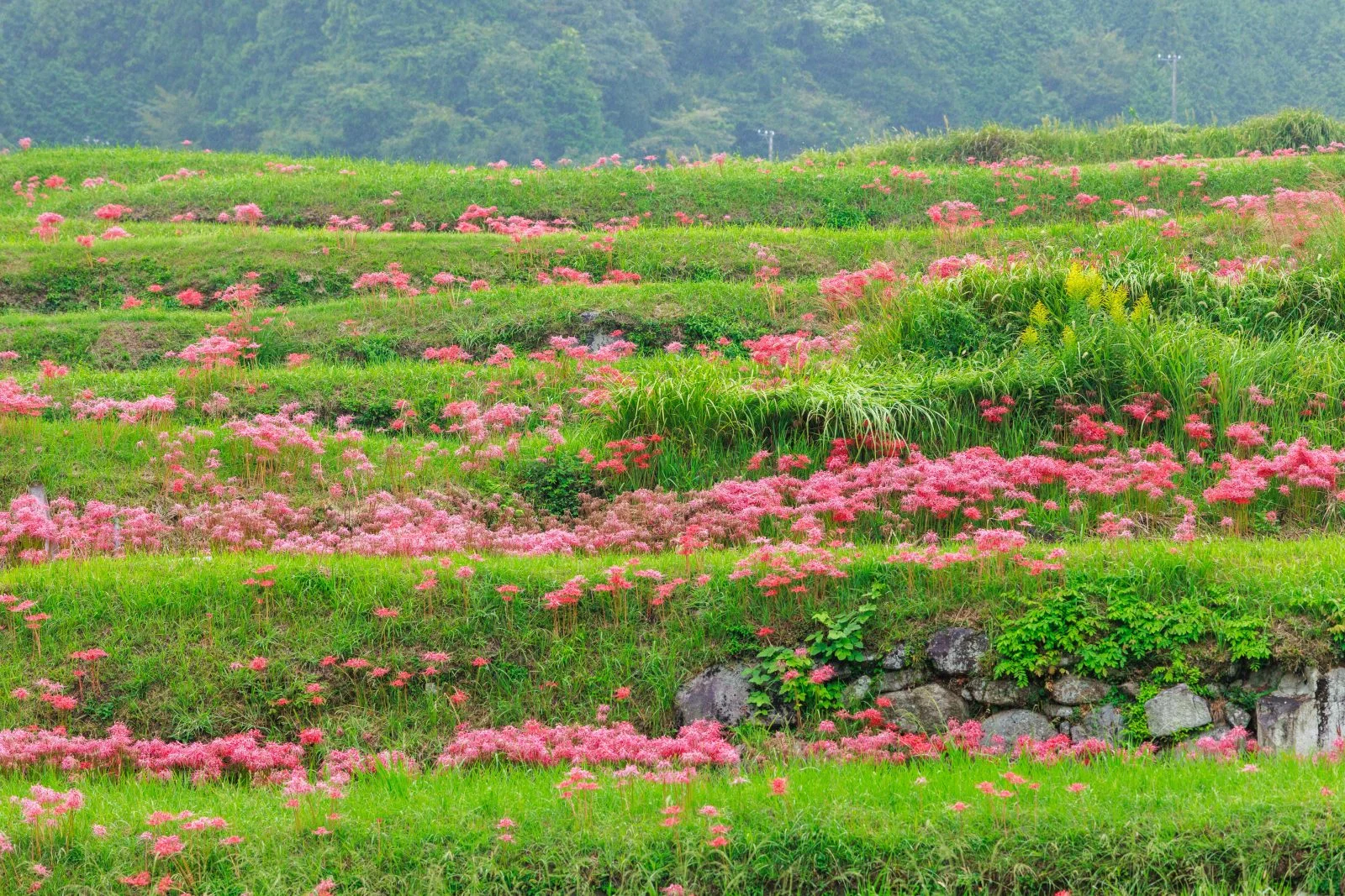 無料壁紙 棚田に群生する彼岸花。PCとデスクトップ壁紙に最適な4K高画質の無料壁紙。三重県亀山市の坂本の棚田で撮影したフリー写真素材
