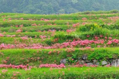 無料壁紙 棚田に群生する彼岸花。PCとデスクトップ壁紙に最適な4K高画質の無料壁紙。三重県亀山市の坂本の棚田で撮影したフリー写真素材