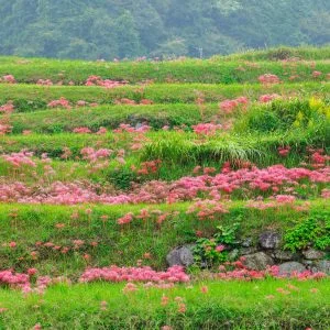 無料壁紙 棚田に群生する彼岸花。PCとデスクトップ壁紙に最適な4K高画質の無料壁紙。三重県亀山市の坂本の棚田で撮影したフリー写真素材