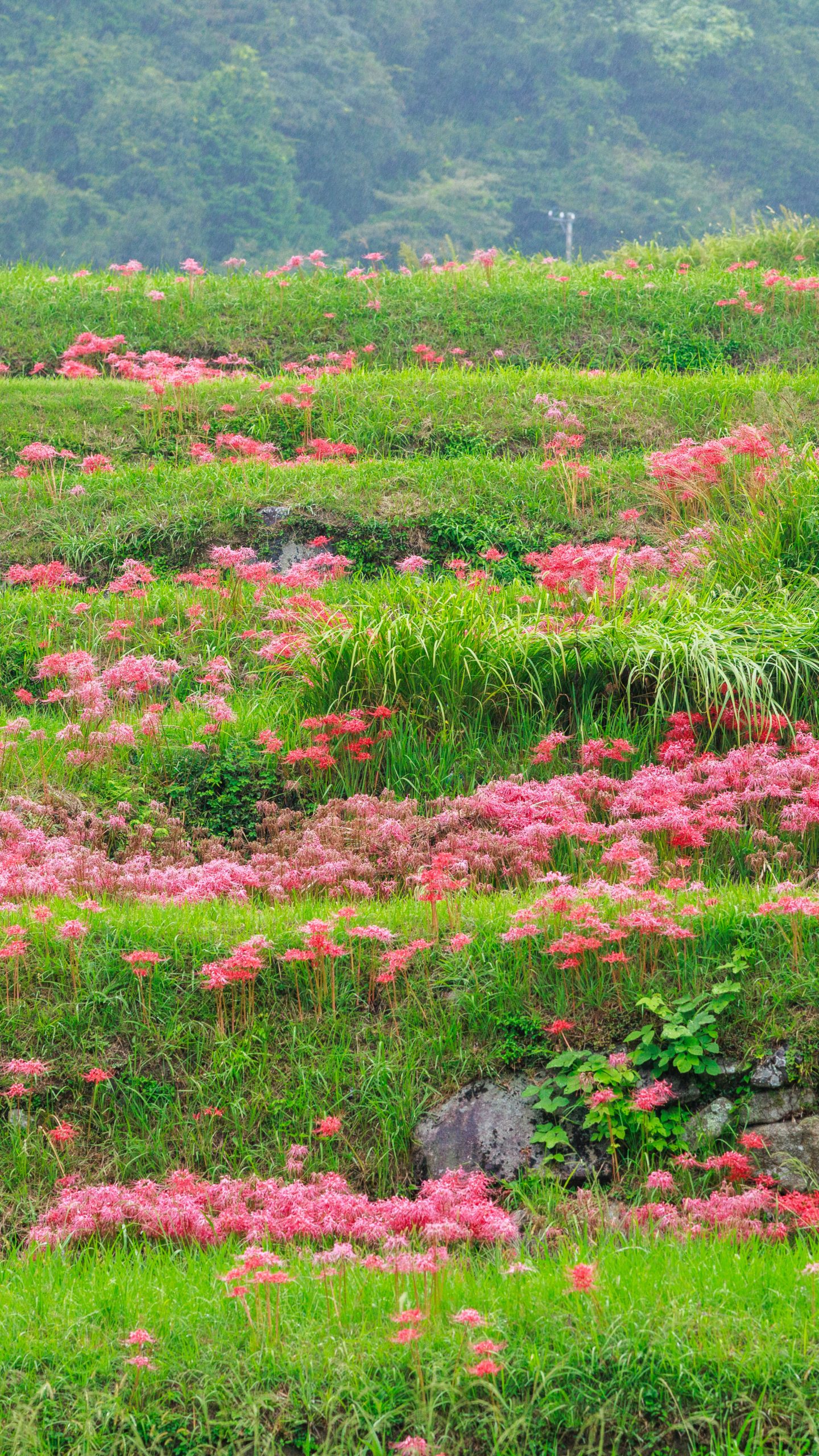 棚田に群生する彼岸花(三重県亀山市・坂本の棚田)