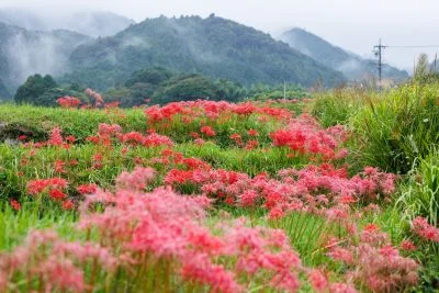 無料壁紙 霧が立ち込む棚田と彼岸花。PCとデスクトップ壁紙に最適な4K高画質の無料壁紙。三重県亀山市の坂本の棚田で撮影したフリー写真素材