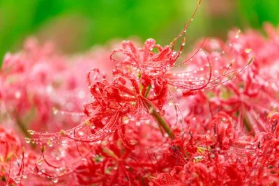 無料壁紙 露が滴る彼岸花。PCとデスクトップ壁紙に最適な4K高画質の無料壁紙。三重県亀山市の坂本の棚田で撮影したフリー写真素材