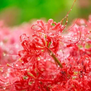 無料壁紙 露が滴る彼岸花。PCとデスクトップ壁紙に最適な4K高画質の無料壁紙。三重県亀山市の坂本の棚田で撮影したフリー写真素材