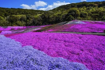 無料壁紙 波打つ芝桜。PCとデスクトップ壁紙に最適な4K高画質の無料壁紙。三重県志摩市の志摩市観光農園で撮影したフリー写真素材