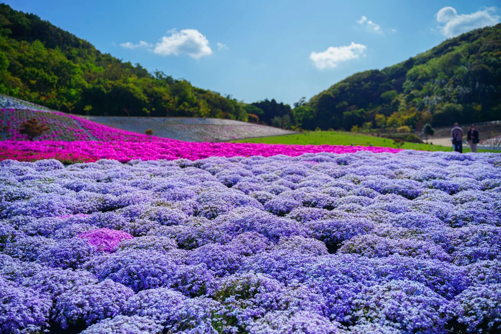 無料壁紙 モコモコじゅーたん。PCとデスクトップ壁紙に最適な4K高画質の無料壁紙。三重県志摩市の志摩市観光農園で撮影したフリー写真素材