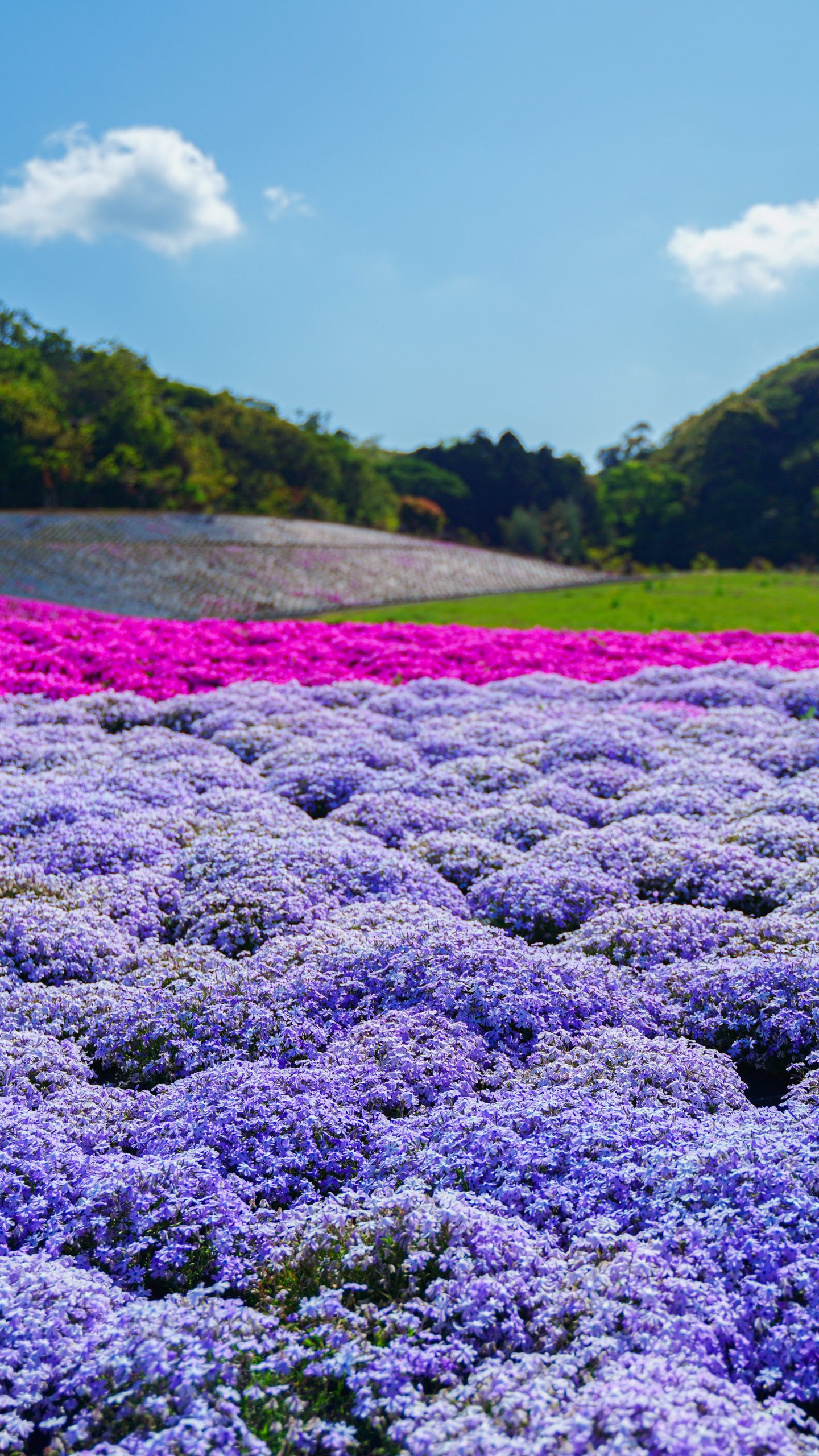 モコモコじゅーたん(三重県志摩市・志摩市観光農園)