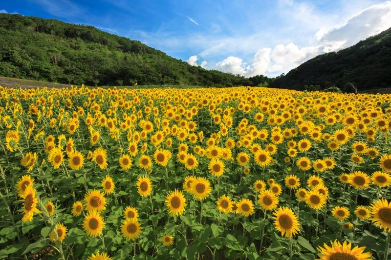 無料壁紙 満開のヒマワリ。PCとデスクトップ壁紙に最適な4K高画質の無料壁紙。三重県志摩市の志摩市観光農園で撮影したフリー写真素材