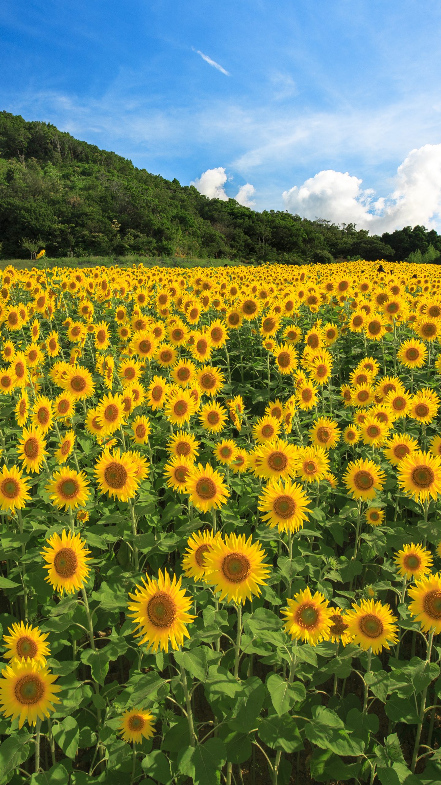 満開のヒマワリ(三重県志摩市・志摩市観光農園)